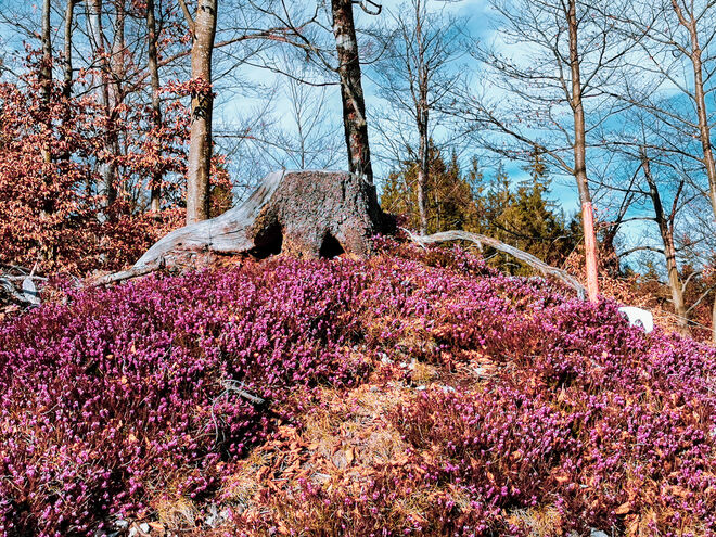 Erikablüte
