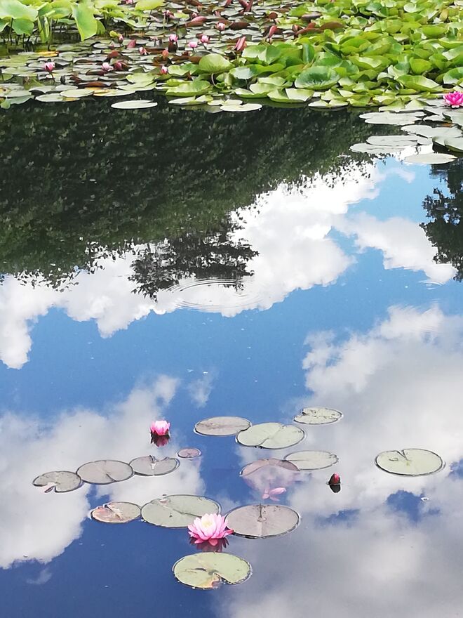 Spiegelung