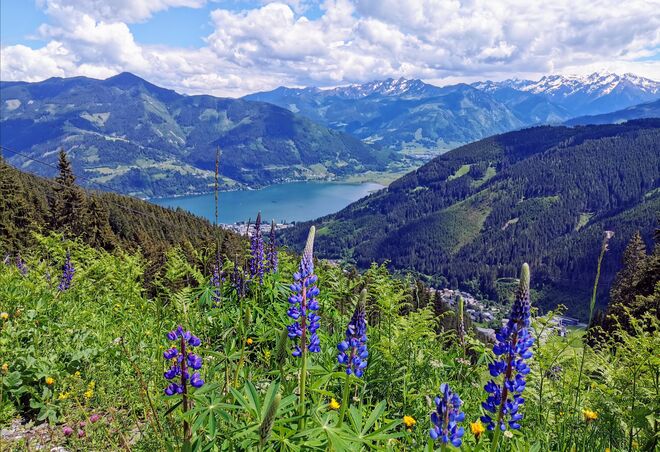 Blick auf Zell am See