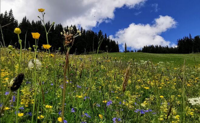 Traumhafte Bergblumenwiese