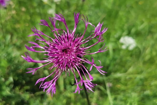 Flockenblume