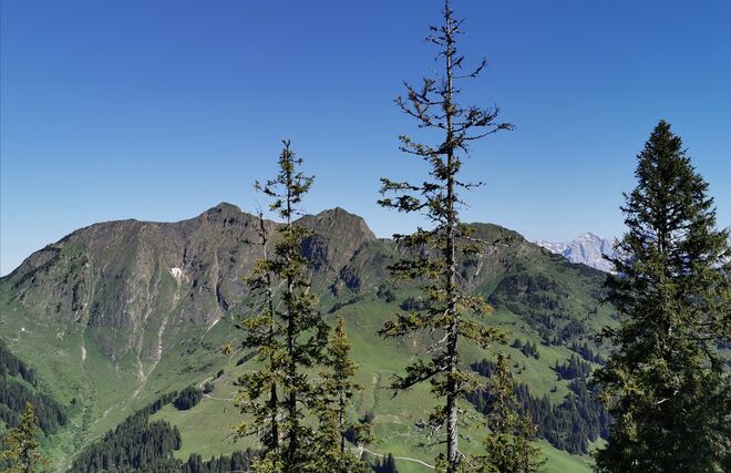 Spielberghorn