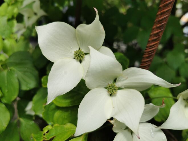 Asiatischer Blüten-Hartriegel