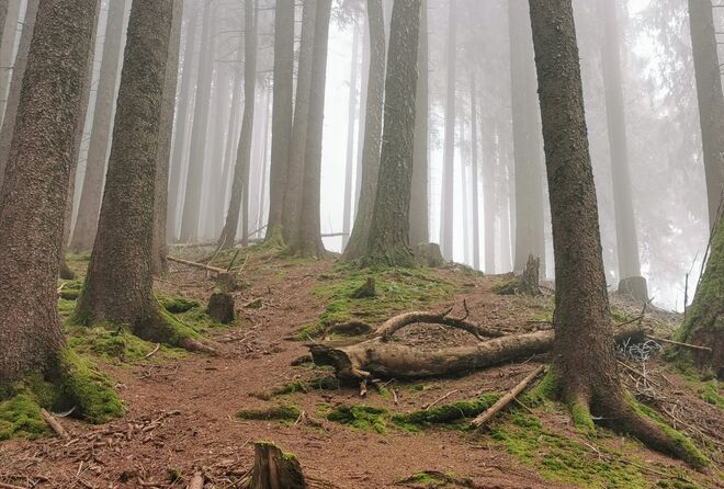 Mystischer Wald