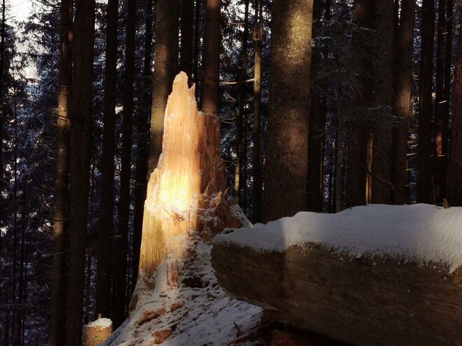 "Skulptur" im Wald