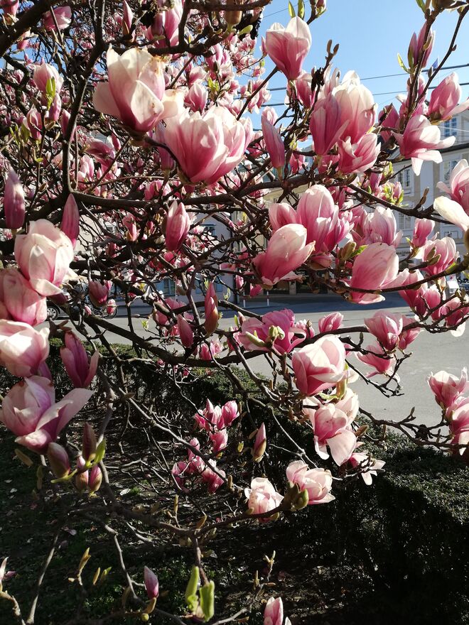 Ein rosa Traum.....