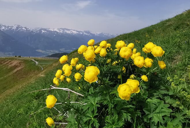 Trollblumen