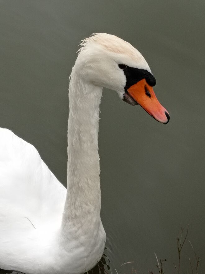 Bad Hair day