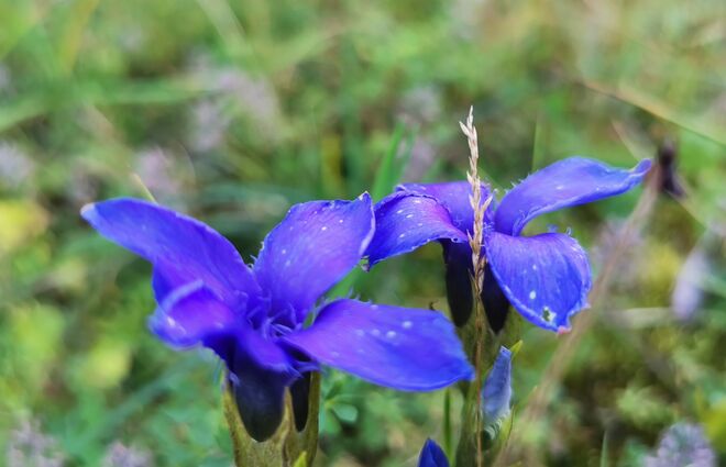 Herrliche Alpenflora