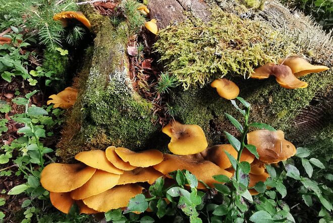 Natur pur