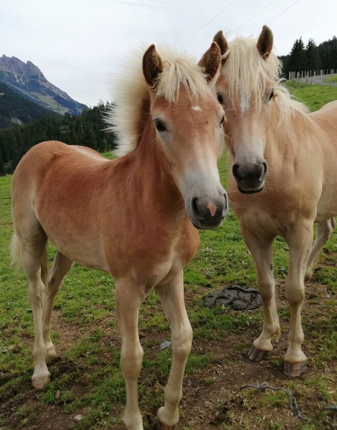 Zwei Herzbinkerl!