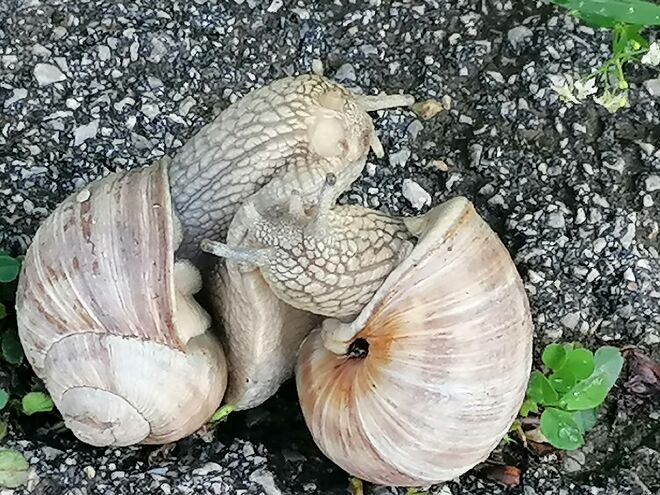 Und das mitten auf dem Pilger Weg...
