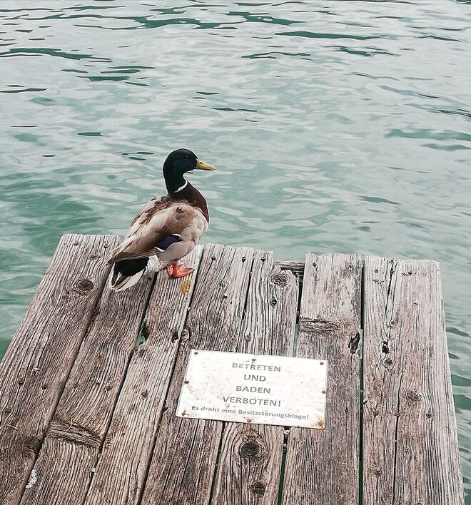 Die Ente traut sich was!