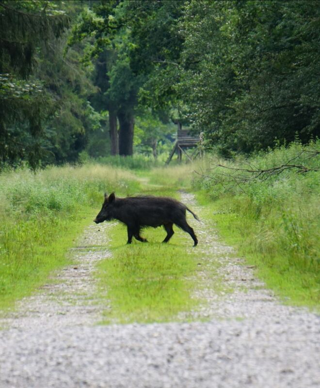 Im Schweinsgalopp!