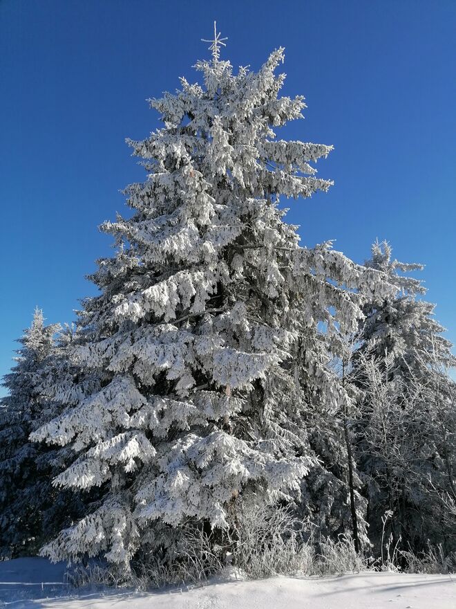 Winter Wonderland