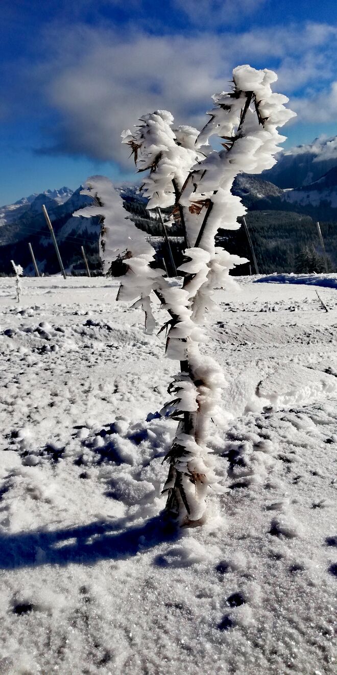 Eisblume