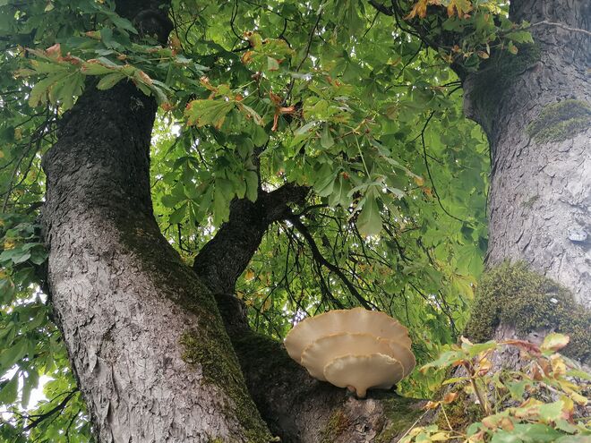 Weißer Baumpilz auf Ahorn