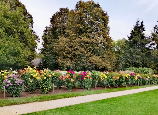 Bunte Herbstblumen
