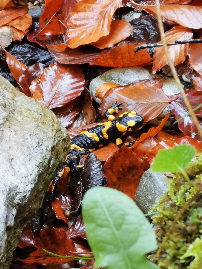 Feuersalamander