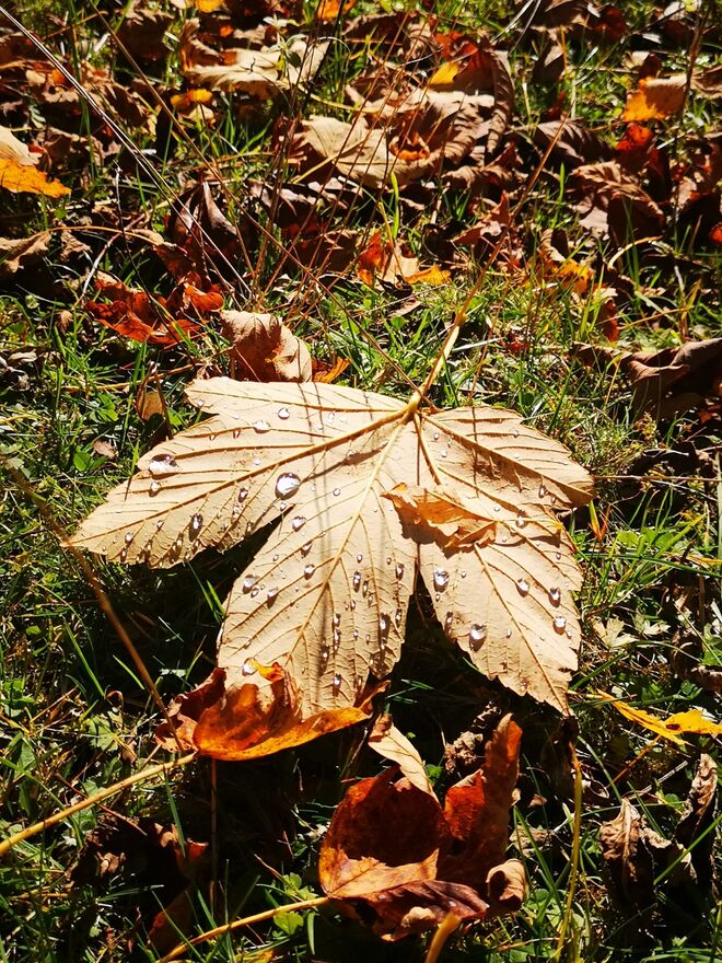 Herbstblatt im Morgentau