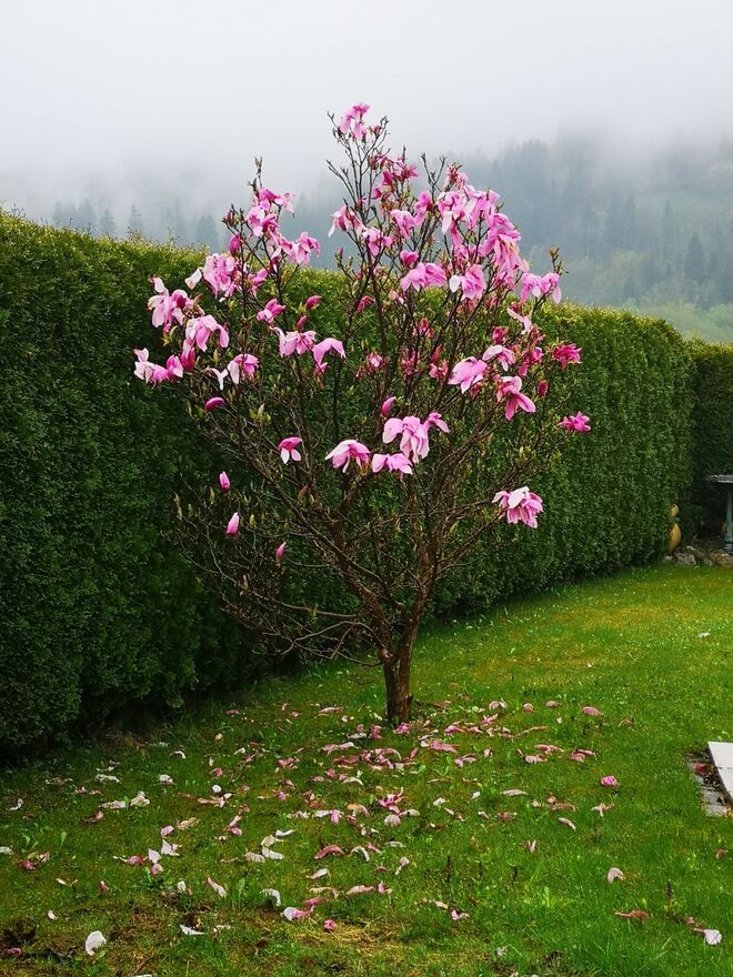 Regen mag die Magnolie gar nicht gerne