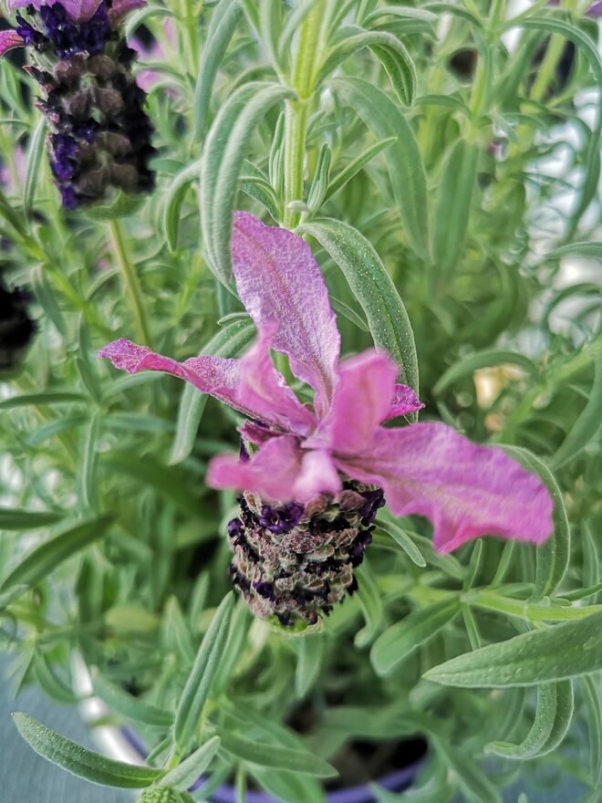 Lavendula