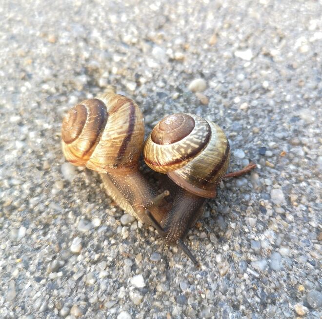 Gemma zu dir, oder gemma zu mir?