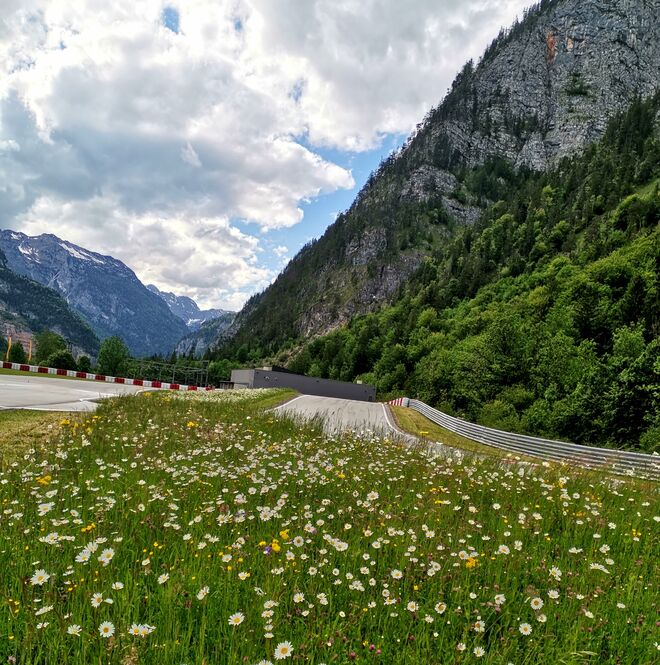 Wildblumenwiese