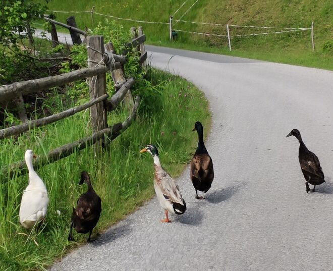 Enten Escorte