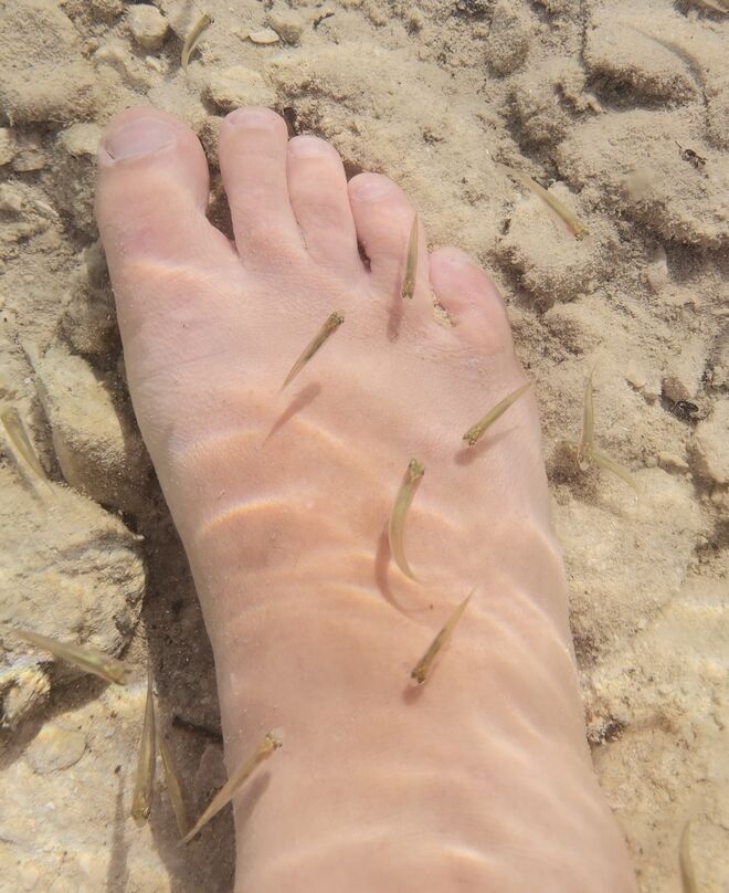 Fish Spa