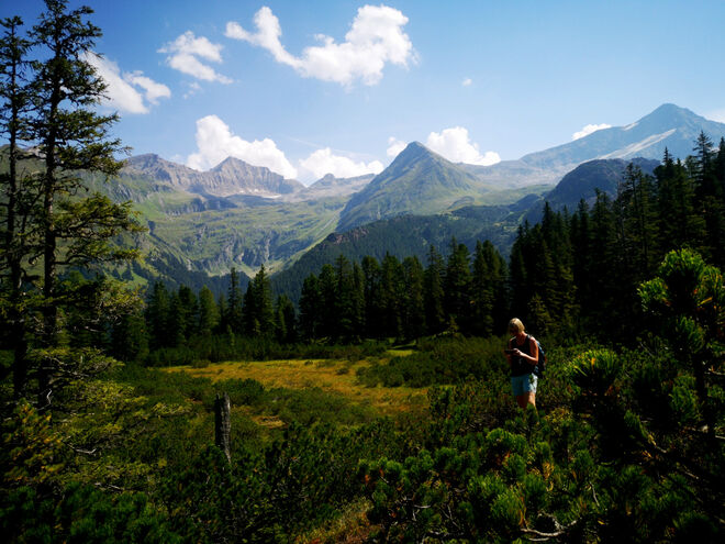 Zirbenwald "hinter" dem Kitzsteinhorn am Enzingerboden
