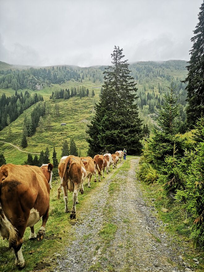 Almabtrieb Neuhauser Alm Aberg