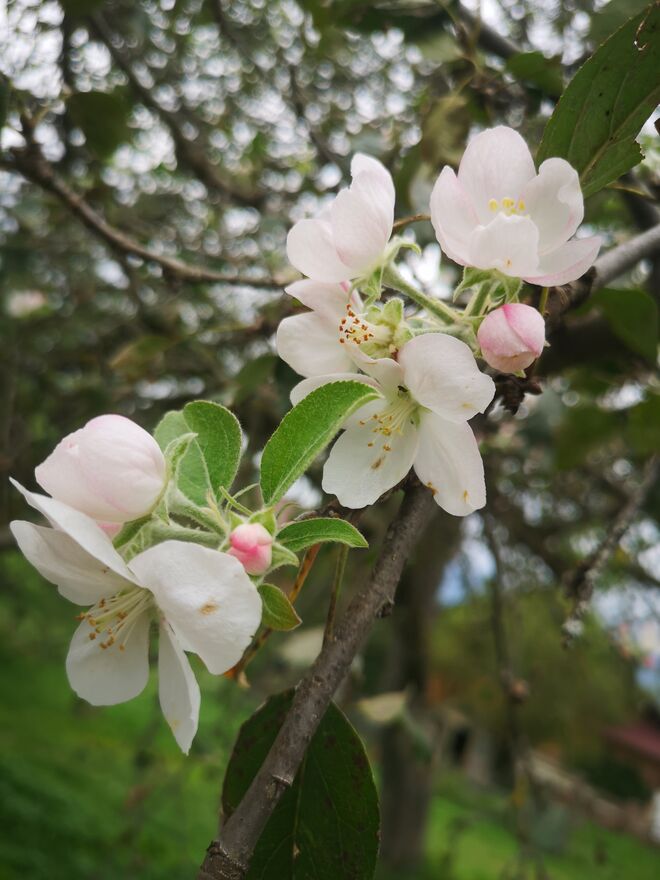 (ZU) Späte Apfel Blüte