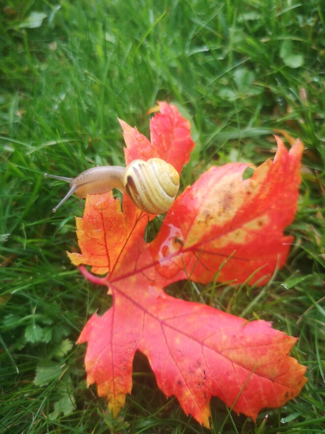 Langsam wirds herbstlich..