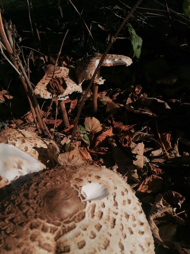 Ich bin für Naturbestattung, was meinst du?
