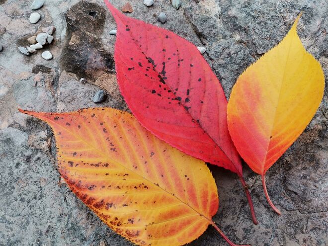 Schöner Herbst