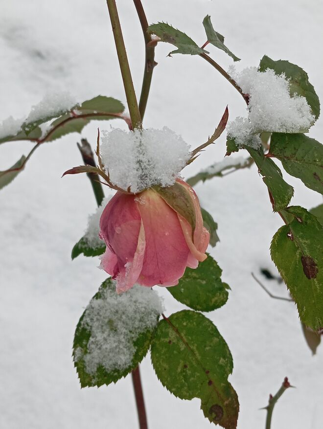 Reste des Sommers