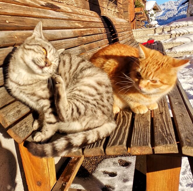 Wintersonne