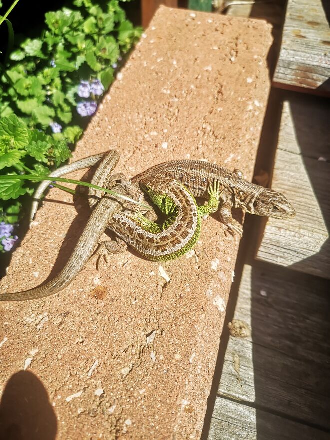 Vorspiel der Minikrokos