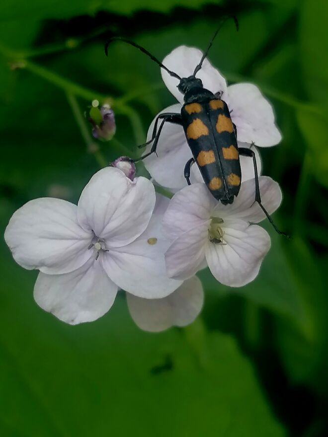 Von ihrem Duft betört