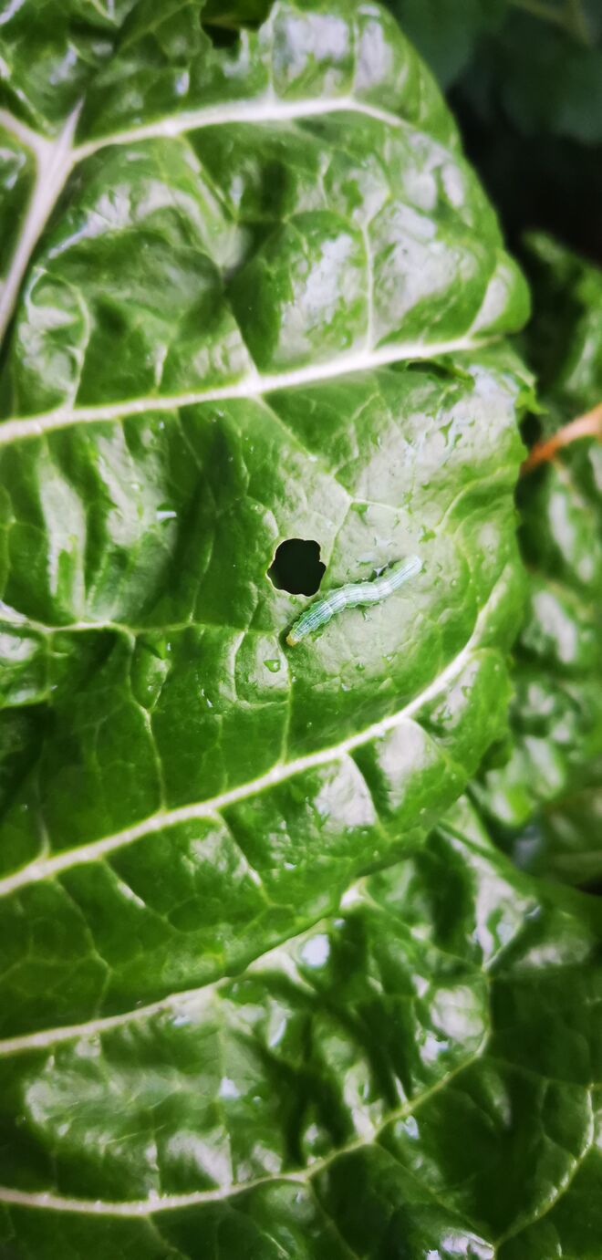 Rosenkäfer Fressraupen auf Mangold