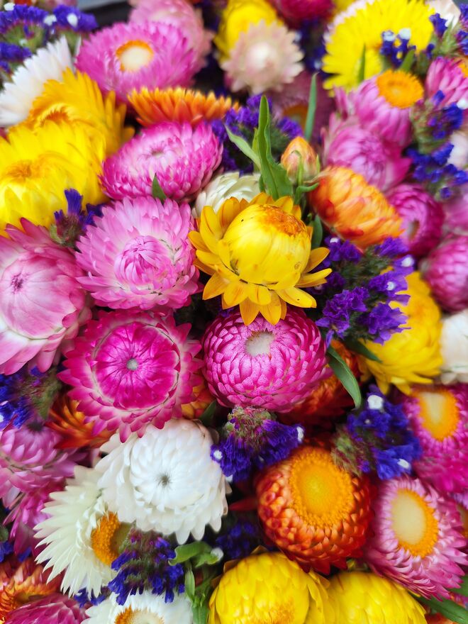 Herbstblumen