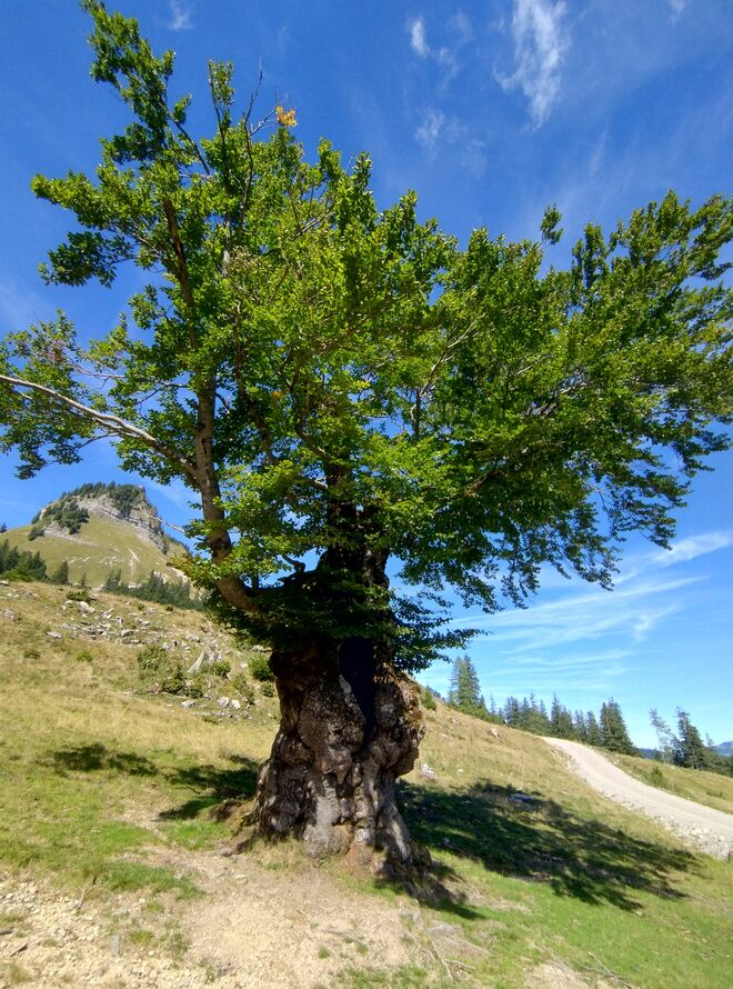 Alter Baum