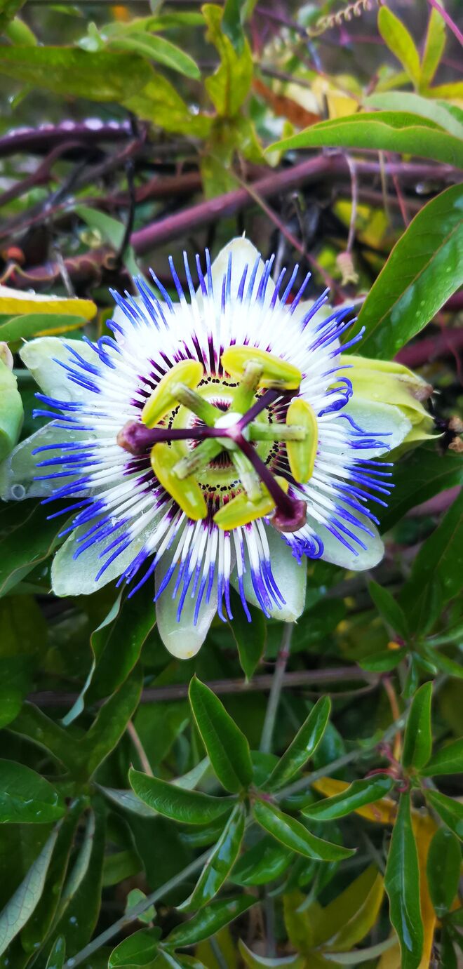 Botanisches Naturwunder