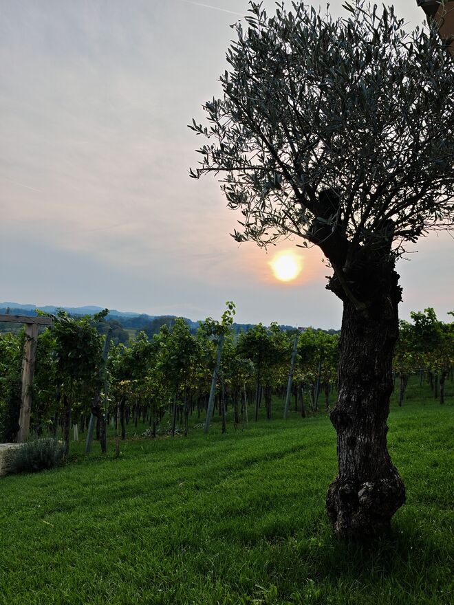 Südsteiermark