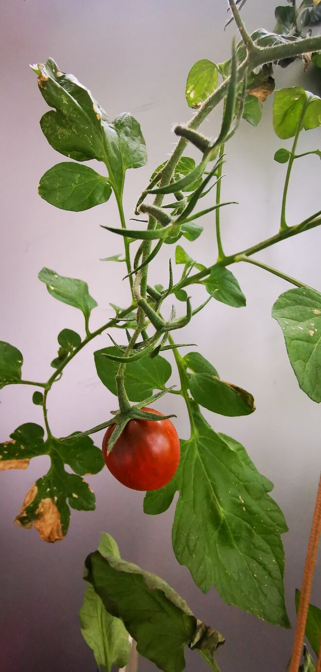 Tomato oleé