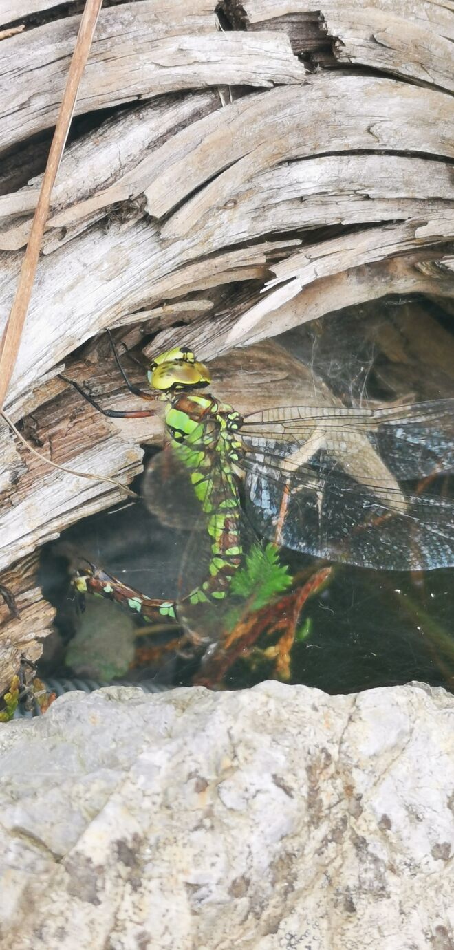 Eiablage der Libelle