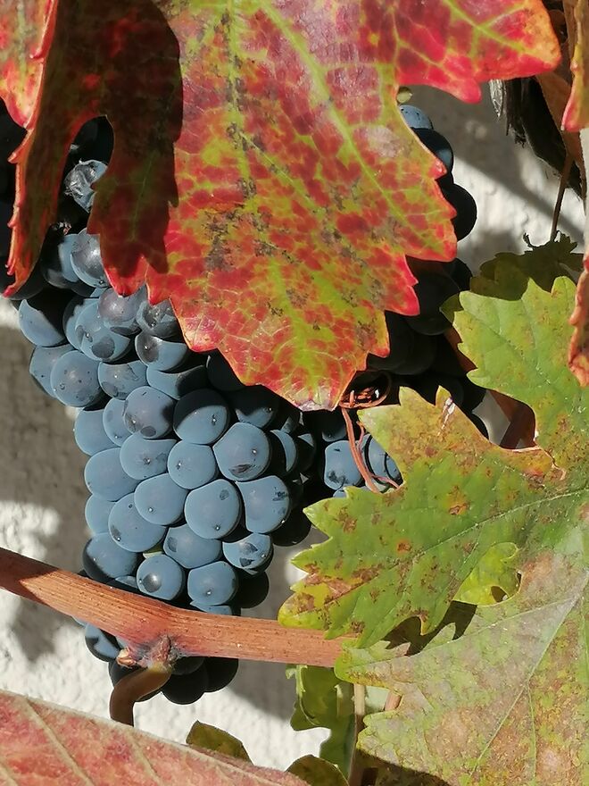 Statt Holz Wein bei der Wand