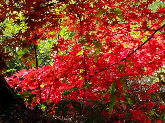 Rotgoldener Herbst