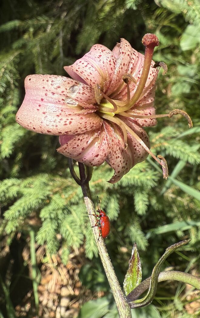 Spaziergang auf einem Prachtexemplar